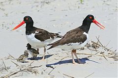 American Oystercatcher